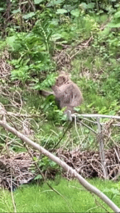 野生のサル
